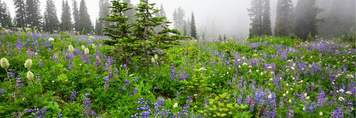 A mountain prairie in Washington State